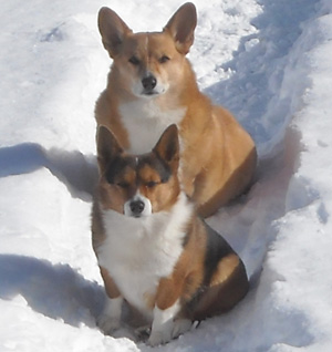 The lake-effect snow provides entertainment for Ray’s Corgis, Willy and Chester